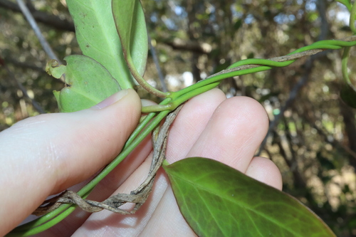 Image of Vincetoxicum carnosum by (c) Thomas Mesaglio, some rights reserved (CC BY)