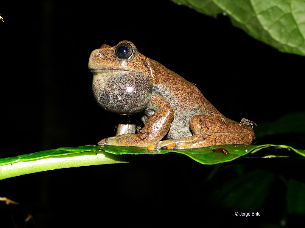 Linda's Treefrog
