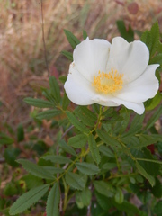 Rosa foliolosa