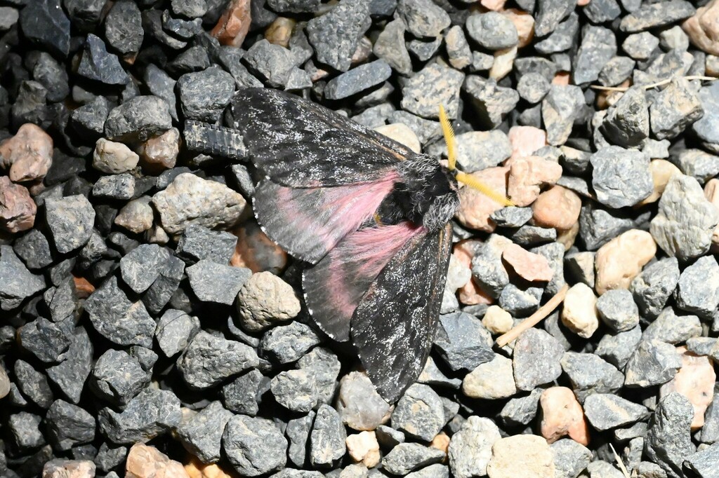 Lusk's Pinemoth