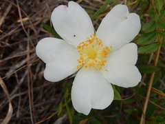 Rosa foliolosa