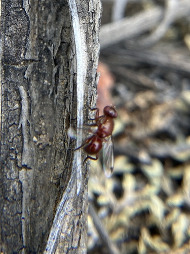 Omomyia regularis