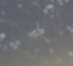 Nepomorpha