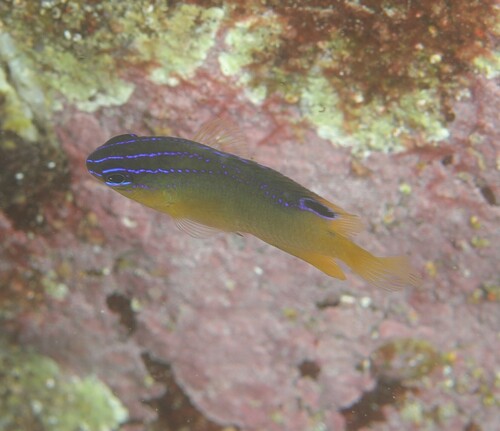 Ward's damsel (Pomacentrus wardi) — Pomacentridae — 5