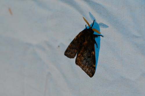 Doris' Pinemoth photo 2