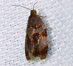 Clepsis listerana