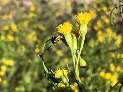 Senecio angustifolius
