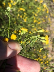 Senecio angustifolius