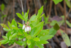 Vaccinium tenellum