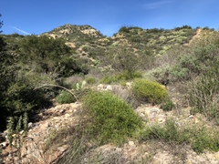 Senecio angustifolius