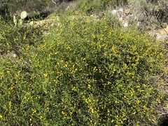 Senecio angustifolius