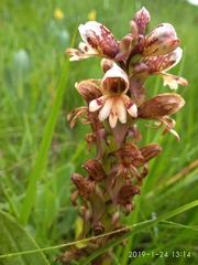 Satyrium sphaerocarpum