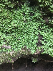 Cryptomitrium tenerum