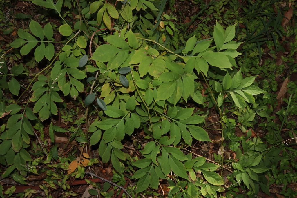 Brazilian Nightshade from Camden Haven NSW, Australia on July 30, 2023 ...