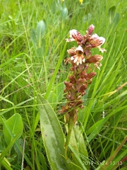 Satyrium sphaerocarpum