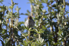 Oreotrochilus chimborazo
