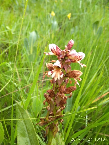 Image of Satyrium sphaerocarpum by (c) Seth Musker, some rights reserved (CC BY)