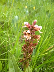 Satyrium sphaerocarpum
