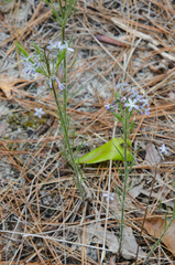 Amsonia ciliata