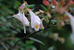 Abelia uniflora