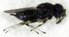 Epiblatticida minutissimus