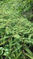 Vachellia campechiana