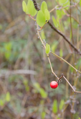 Smilax walteri