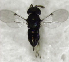 Epiblatticida minutissimus
