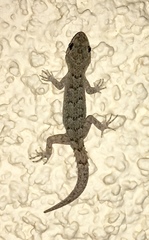 Mediodactylus kotschyi