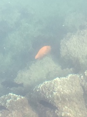 Hypsypops rubicundus