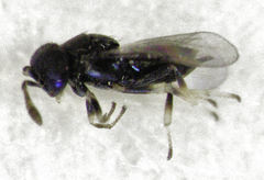 Epiblatticida minutissimus
