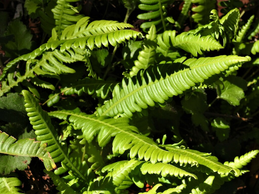 deer fern from 1100 Pierce Point Rd, Inverness, CA 94937, USA on July ...