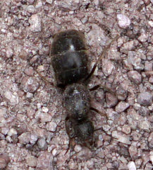 Liometopum apiculatum