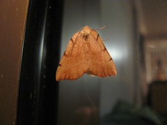 Sestra humeraria