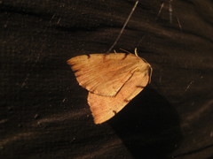 Sestra humeraria