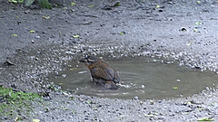 Scelorchilus rubecula