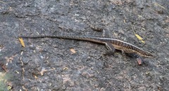 Tropidurus semitaeniatus