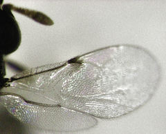 Epiblatticida minutissimus