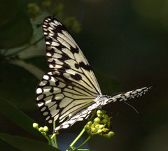 Idea leuconoe riukiuensis