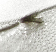 Epiblatticida minutissimus