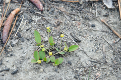 Euphorbia ipecacuanhae
