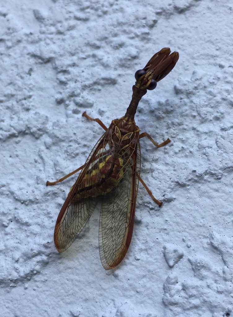 Say's Mantidfly