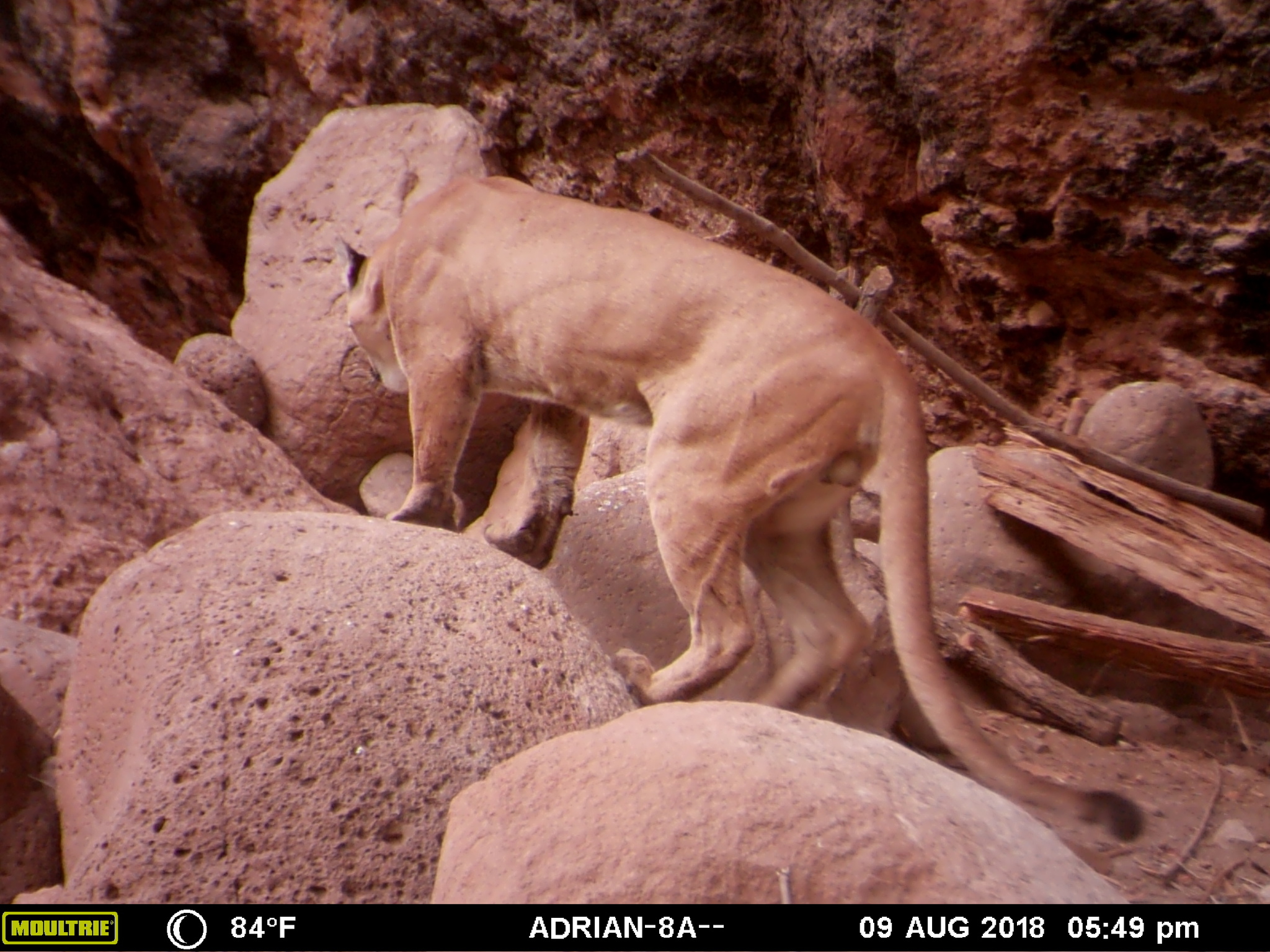 South American Mountain Lion (Subspecies Puma concolor concolor) ·  iNaturalist