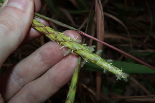 Image of Ischaemum triticeum by (c) Thomas Mesaglio, some rights reserved (CC BY)