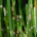 Equisetum hyemale - Photo (c) jerry52, μερικά δικαιώματα διατηρούνται (CC BY-NC), uploaded by jerry52