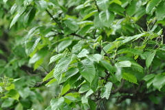 Castanea sativa