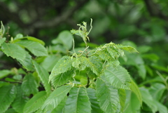 Castanea sativa