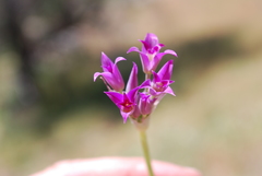 Allium peninsulare