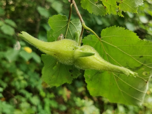 Image of Corylus sieboldiana by (c) Elena_Sherehora, some rights reserved (CC BY)