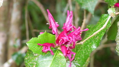 Graptophyllum ilicifolium